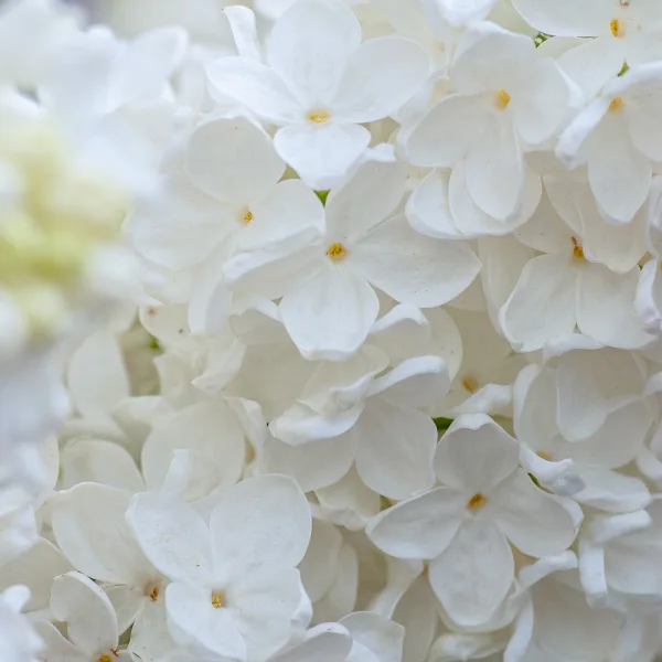 الزهور البيضاء