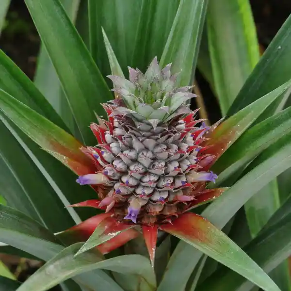 Pineapple Blossom